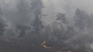 Ein Wald brennt am Berg Cerro El Cafe bei Valencia, Venezuela. Foto: Juan Carlos Hernandez/ZUMA Press Wire/dpa