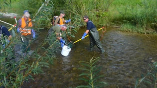 Wieder ein Fang: Die betäubten Fische werden kurz vor der Mündung in den See aus dem Aabach geholt.