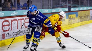 Verletzte sich am Donnerstag gegen Kloten folgenschwer am Knie: Tigers-Stürmer Michal Kristof (rechts)