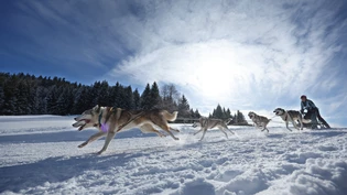 Eine Teilnehmerin des Internationalen Schlittenhunderennens zieht mit ihrem Gespann im Ortsteil Unterjoch durch die schneebedeckte Landschaft. Foto: Karl-Josef Hildenbrand/dpa