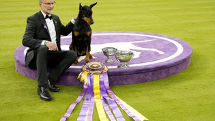 dpatopbilder - Dobermann «Penny» mit Hundeführer Andy Linton. Foto: Yuki Iwamura/AP/dpa
