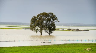 ARCHIV - Ein Baum steht in einem Überschwemmungsgebiet in Marokko. Foto: Uncredited/AP/dpa