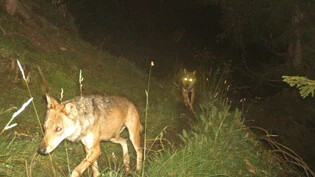 Mit der Fotofalle eingefangen: Zwei Wölfe aus dem Ringelspitzrudel sind nachts unterwegs.