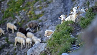 Unwegsam und unübersichtlich: Schafe weiden meist auf hoch gelegenen Weiden, die mit Felsbändern durchsetzt sind, und deshalb nur schwer umzäunt werden können. Bild Gian Ehrenzeller / Keystone 