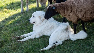 Teil der Herde: Ein Herdenschutzhund bewacht inmitten seiner Schafe die Herde.