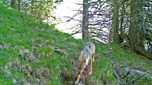 Tagsüber unterwegs: Ein ausgewachsener Wolf im Streifgebiet des Beverinrudels. Das Bild stammt von diesem Frühsommer, es wurde von einer Wildkamera aufgenommen. 