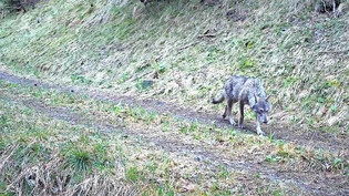 In die Fotofalle getappt: Ein Wolf des Beverinrudels ist im Streifgebiet unterwegs. Die Aufnahme stammt von diesem Frühsommer.