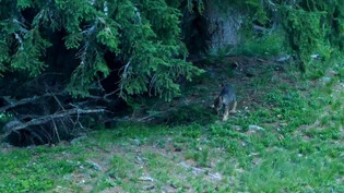 Junger Wolf unterwegs: Ein Wolfswelpe aus dem Beverinrudel, der im Jahr 2019 geboren wurde, erkundet sein Revier. 