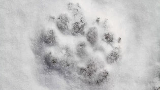 Im Winter sind Wölfe in der Nähe von Siedlungen zu erwarten.