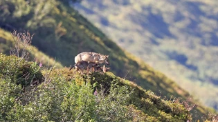 Vors Fotografenobjektiv geraten: Die Wolfsmutter mit ihren Welpen gehört zum im Raum Disentis aktiven Rudel Stagias.