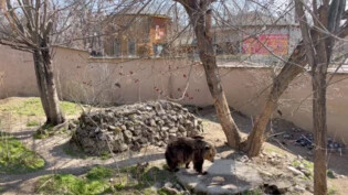 Noch umgeben von Mauern: Schon bald können die beiden Bären das Zoogehege in Skopje verlassen und gegen das grosse Gehege im Arosa Bärenland eintauschen.