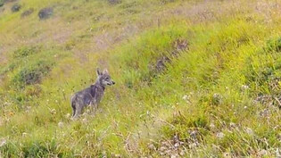 Erster Nachwuchs: Zwei Welpen aus dem Wolfsrudel um den Wannaspitz im Lugnez tapsen durch das hohe Gras. Das Rudel hat sich in diesem Frühjahr neu gebildet. 