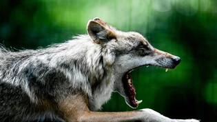 Regulierungsabschuss: Die Glarner Wildhut hat einen Jungwolf in Anwesenheit seiner Artgenossen und in Siedlungsnähe geschossen – das soll die anderen Tiere dazu bringen, sich von Menschen fernzuhalten. 