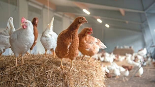 Schutzmassnahmen: Um eine Anstecktung mit der Vogelgrippe zu vermeiden, müssen Hühner in einem vor Wildvögeln geschützten Bereich gehalten werden.