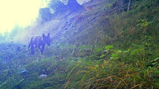 Genügend geschützt: Die Anpassungen zum Wolf im revidierten Jagdgesetz halten Umweltverbände wie Pro Natura und WWF Schweiz für vertretbar. 