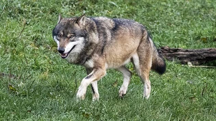 Im vergangen Jahr wurden im Kanton Glarus 106 Nutztiere von Wölfen gerissen.