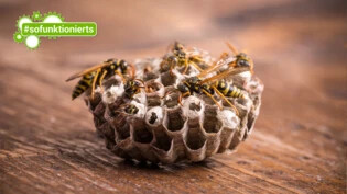 Wespennest in Sicht: Wenn ihr auf die Gesellschaft von Wespen oder Bienen verzichten möchtet, gibt es Tipps, wie ihr das am besten anstellt.