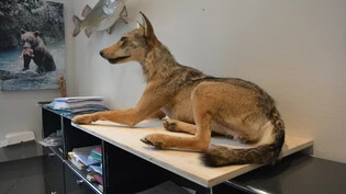 Historische Präparation: Wölfin F104 ist der erste geschossene Wolf seit über 200 Jahren. Wo sie ausgestellt werden soll, ist aber noch unklar.