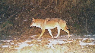 Hat sein Revier in der oberen Surselva: Ein Wolf aus dem Stagiasrudel, aufgenommen im Sommer 2020. Dieses Rudel hat vermutlich ein Jungrind auf der Alp Nalps angegriffen. 
