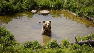 Einer von vier zufriedenen Bären: Meimo ist in der Zwischenzeit so richtig im Bärenland Arosa angekommen und geniesse ab und zu ein erfrischendes Bad.