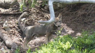 Zwölf Wolfsrudel im Kanton: Dies ist ein Wolfswelpe des neuen Wolfsrudels Stagias, das sein Revier um Sedrun hat. 