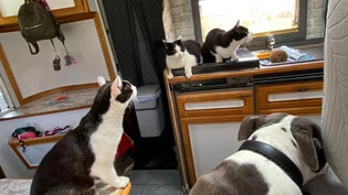 Die Tiere fühlen sich wohl: (Von links nach rechts) Alice, Bailey, Dixon und Molly (Hündin) haben ihren Platz im Wohnmobil gefunden.