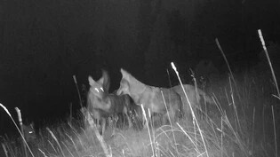 Beschäftigen den Kanton: Die Wölfe – hier ein Bild des kürzlich im Schweizerischen Nationalpark neu entdeckten Rudels «Fuorn» – ist für die Bündnerinnen und Bündner ein wichtiges Wahlkampfthema.