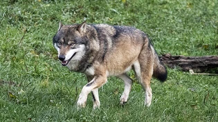 Sie sind ein Problem: Wölfe reissen auf den Glarner Alpen immer wieder Nutztiere.