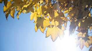 Die goldene Jahreszeit ist da: Verfärbte Blätter sorgen für eine herbstliche Stimmung.