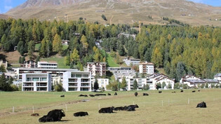 Suche nach einem Zuhause: Die idyllischen Alpendörfer, wie zum Beispiel Champfèr, sind sehr beliebt – aber auch sehr teuer. 