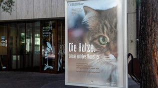 Einblick in die Sonderausstellung: Das Bündner Naturmuseum präsentiert über die Festtage die Ausstellung «Die Katze. Unser wildes Haustier».