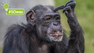 Das Tier, um das es geht: Die Redewendung spricht von einem Affen – doch was hat es damit auf sich?