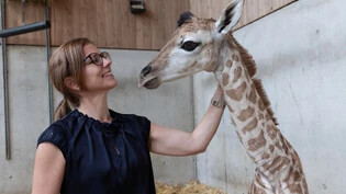 Herzig: Knie-Kinderzoo-Direktorin Sibylle Marti begrüsst das erst fünf Stunden alte Giraffen-Baby.