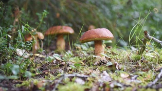 Leckerbissen im Wald. Die Freude am Pilzesammeln hätten Giuseppuna Bardelli beinahe das Leben gekostet.