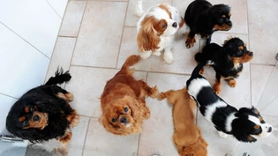 Steigt und steigt: Die Anzahl Hunde nimmt im Kanton St. Gallen weiterhin zu.