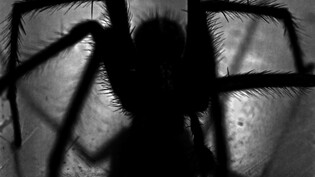 Unbekannte Spinne sorgt für Rätselraten | suedostschweiz.ch