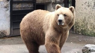 Der erste Bewohner des Aroser Bärenlands soll Baloo/Balu heissen.