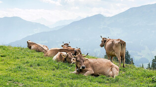 Dank des viertwärmsten Frühlings seit Messbeginn gibt es bei der Bestossung der Bündner Alpen keine Verzögerung.