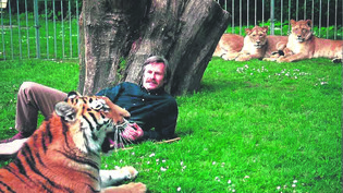 Vertrautheit zwischen Tier und Mensch: René Strickler entspannt sich zwischen Tiger und Löwen. 
