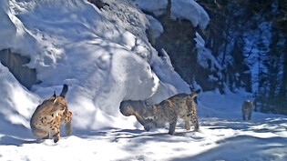 Eine Fotofalle im Safiental hat diesen Winter einen männlichen Luchs (li), eine Luchskatze (Mitte) und ein Jungtier festgehalten