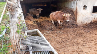 Mängel beanstandet: Die Kühe in einem Stall in Gommiswald standen zeitweise knietief im Mist.