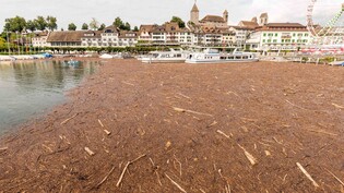 Brauner Teppich: Im Rapperswiler Hafen sammelt sich am Dienstag eine enorme Menge Schwemmholz an, darunter auch massive Stämme. 