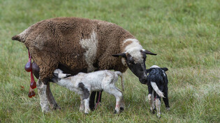 Sollen geschützt werden: Schutz vor dem Wolf für Schafe und Ziegen - eines der Themen im Landrat.