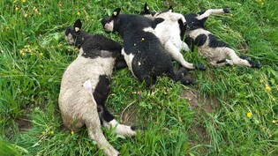 Opfer einer Wolfsattacke: Diese vier Schafe sind am Wochenende mutmasslich von Wölfen des Kärpfrudels getötet worden. 
