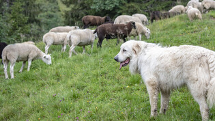Die 71 abgestürzten Schafe wurden von einem Hirten und Herdenschutzhunden bewacht. (Symbolbild)