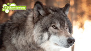 Sie leben in vielen Teilen der Südostschweiz: Begegnet man einem Wolf, sollte entsprechend gehandelt werden.