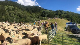Die Schafe wurden am Montagnachmittag in Klosters Dorf verladen.