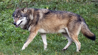 Der Nationalrat diskutiert heute Donnerstag darüber, ob Wölfe getötet werden dürfen, um Schäden und Gefährdungen zu verhindern. Im Bild ein Tier aus einem Zoo. (Archivbild)