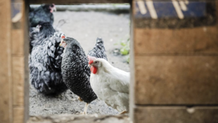 Unter Beobachtung: Hühner in Rapperswil-Jona müssen wegen des Vogelgrippevirus in Quarantäne. 