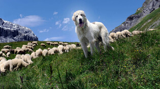 Bodyguard: Ein Herdenschutzhund bewacht seine Schafherde auf der Alp Mer oberhalb Pigniu. Auf offenen Weiden können die Hunde Angriffe effizient abwehren. In zerklüfteten Gebieten mit hohem Waldanteil arbeiten sie weniger gut.